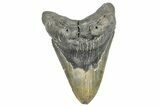 Fossil Megalodon Tooth - North Carolina #368434-1
